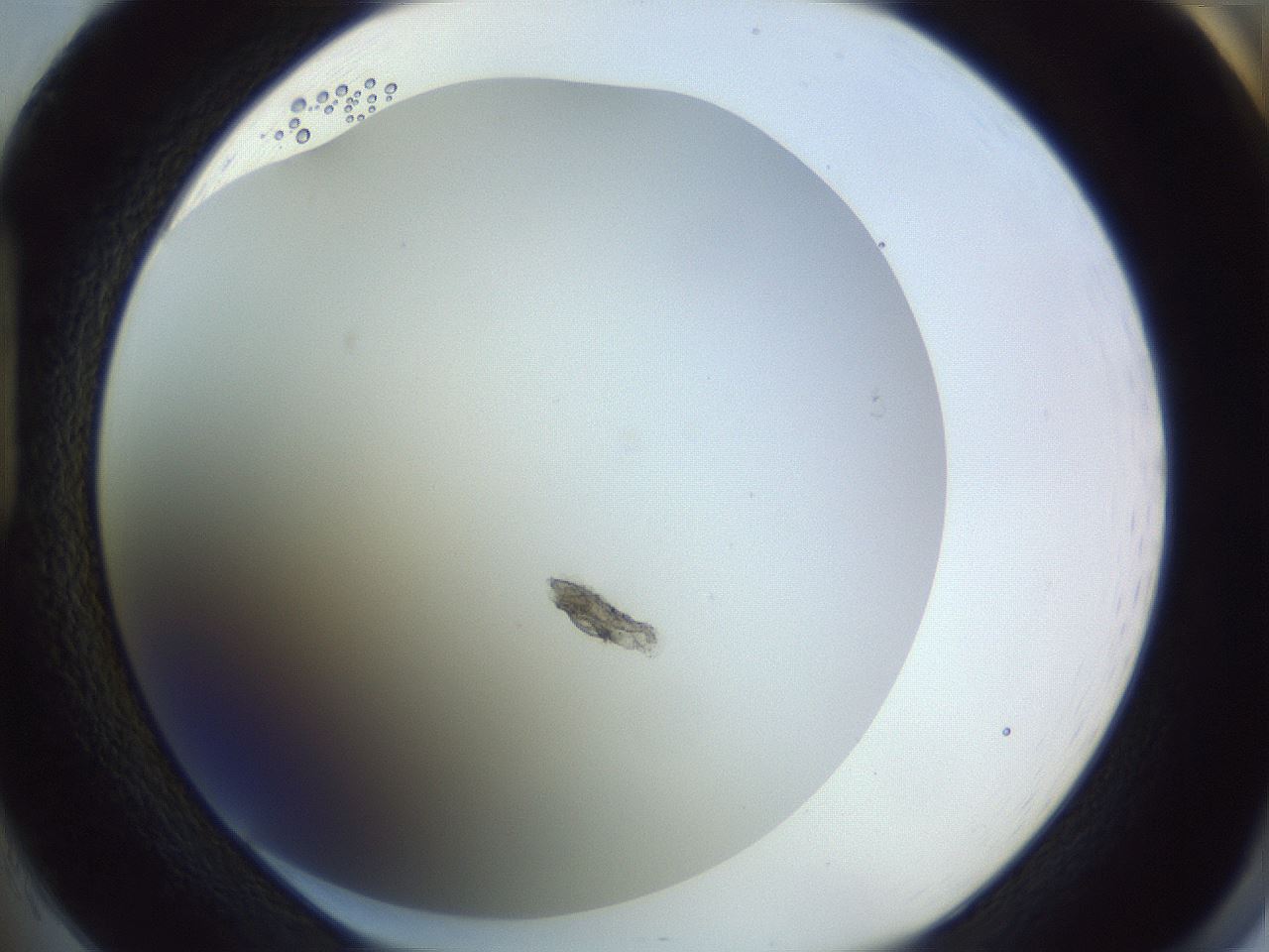 folderID351_plateID1351_batchID4917_wellNum85_profileID1_d1_r81600_ef.jpg