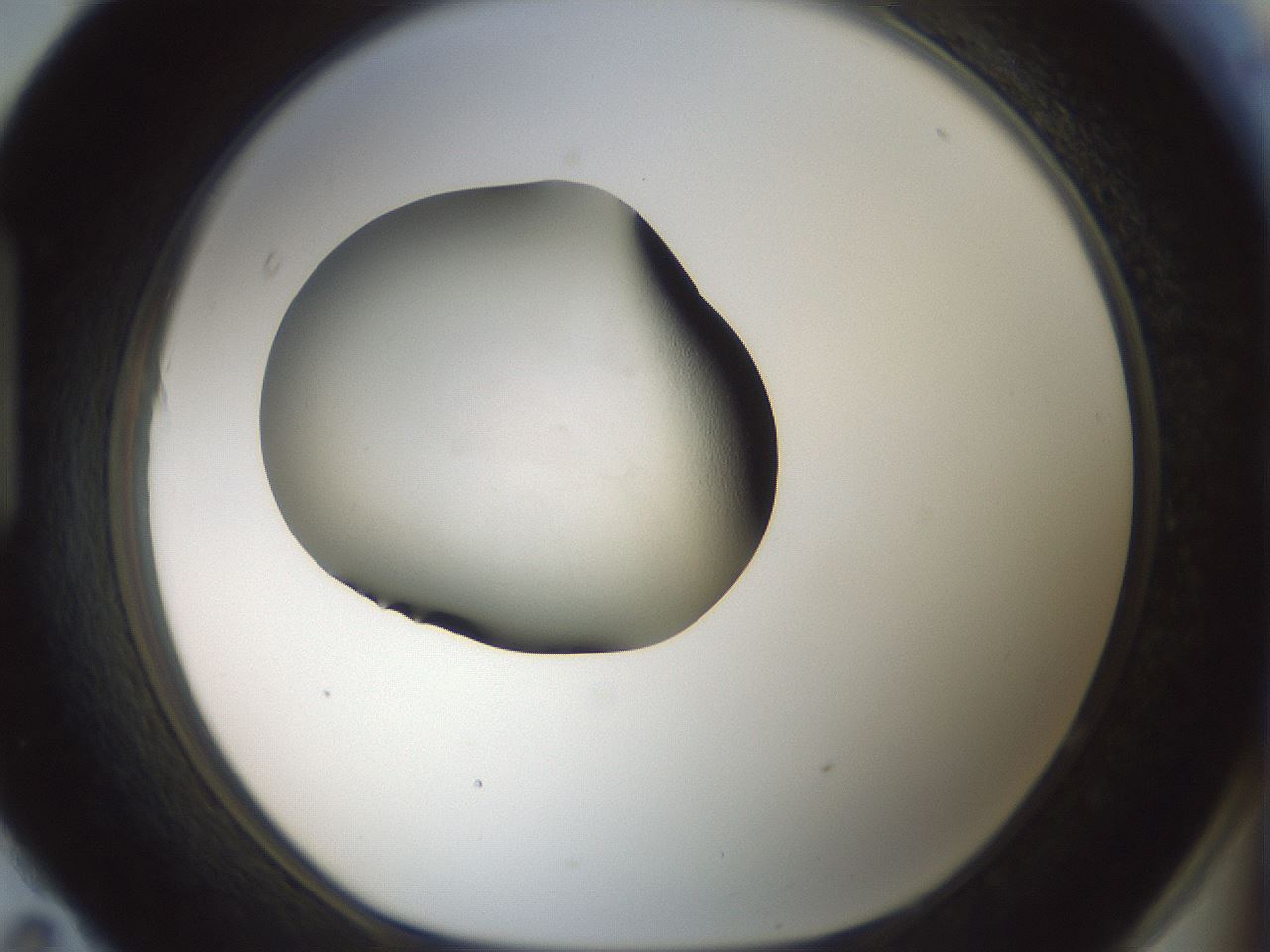 folderID358_plateID1358_batchID4596_wellNum95_profileID1_d1_r82282_ef.jpg
