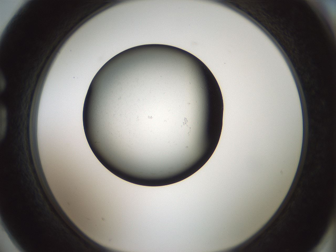 folderID365_plateID1365_batchID4600_wellNum74_profileID1_d1_r82841_ef.jpg