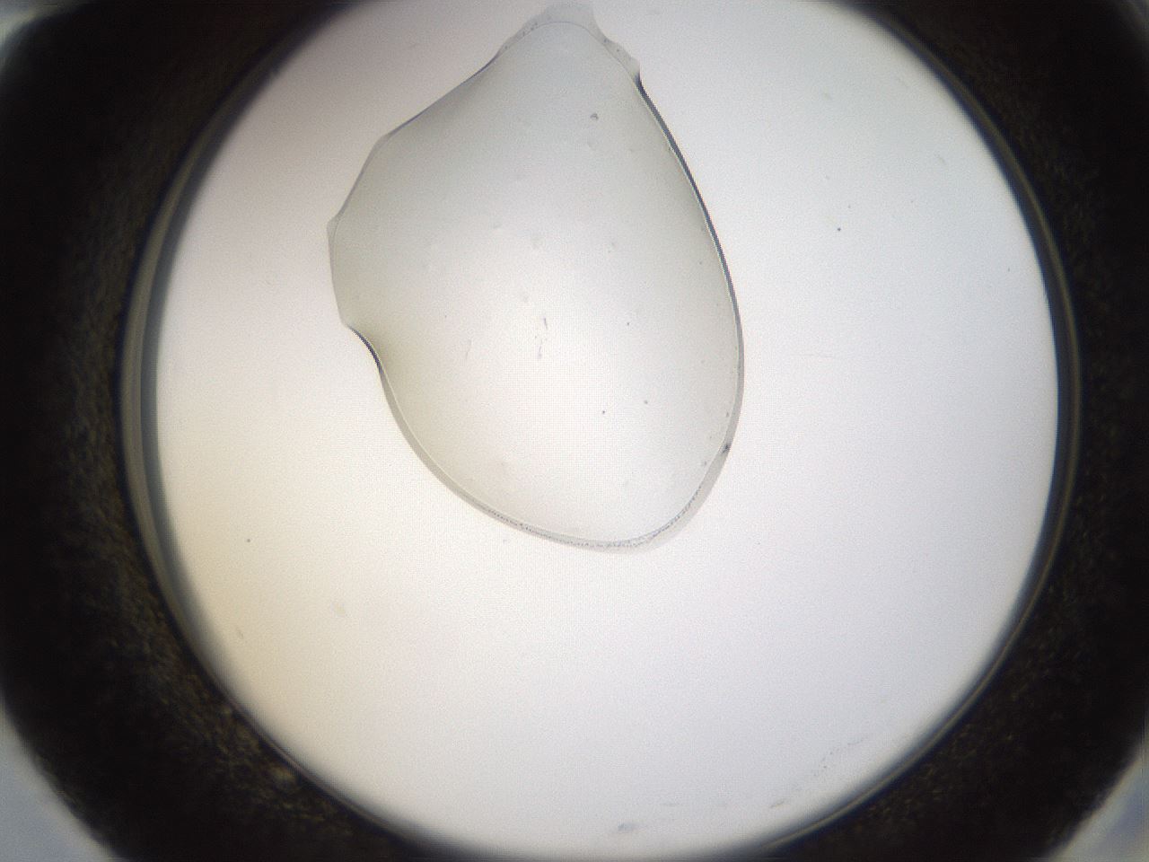 folderID367_plateID1367_batchID4588_wellNum82_profileID1_d2_r83123_ef.jpg