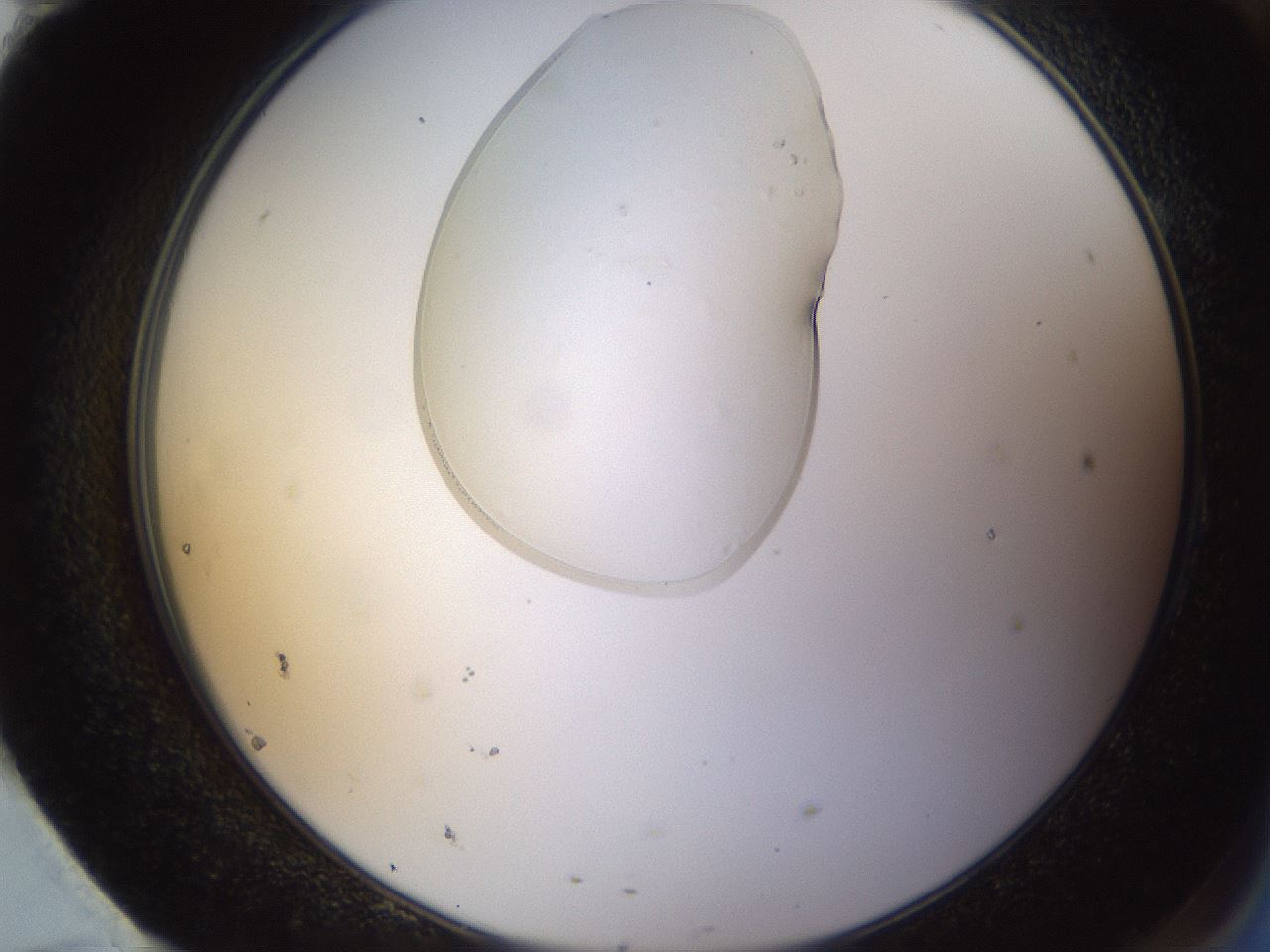 folderID367_plateID1367_batchID4588_wellNum95_profileID1_d2_r83149_ef.jpg