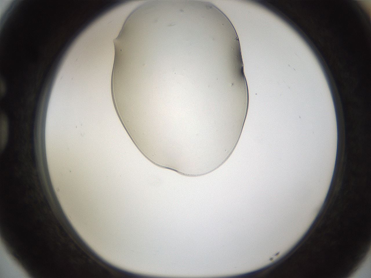 folderID367_plateID1367_batchID4628_wellNum77_profileID1_d1_r83112_ef.jpg