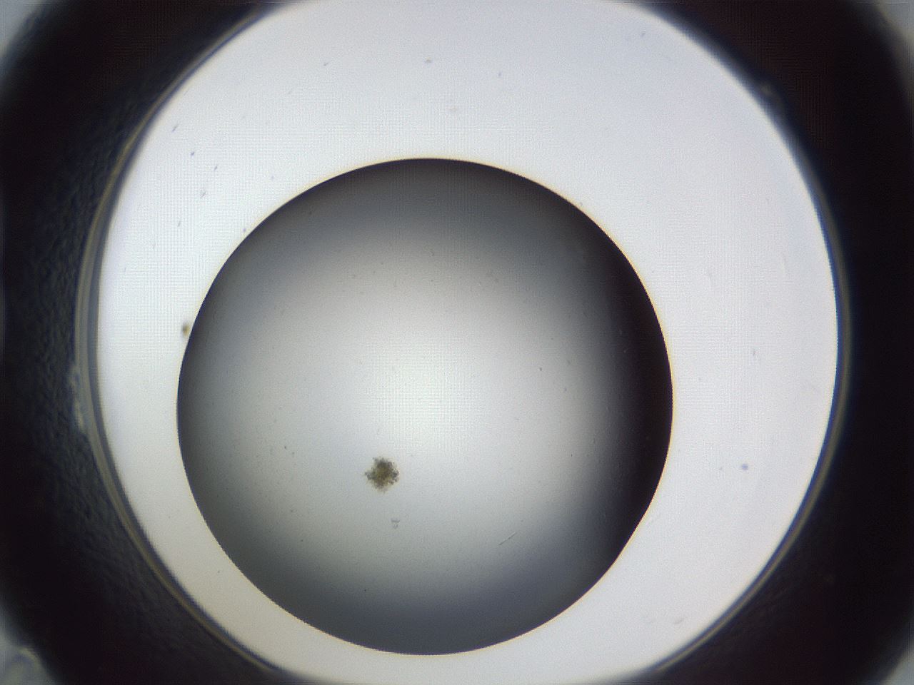 folderID369_plateID1369_batchID4597_wellNum23_profileID1_d1_r83270_ef.jpg