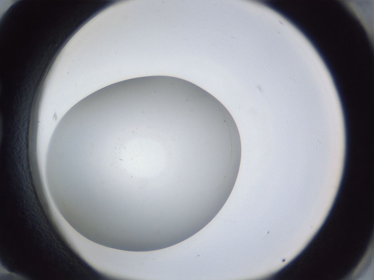 folderID36_plateID1036_batchID1857_wellNum84_profileID1_d1_r45178_ef.jpg