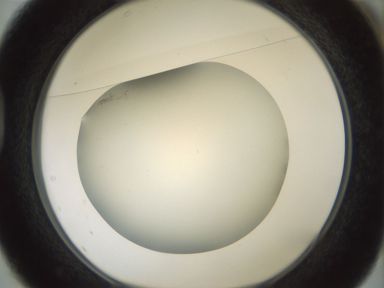 folderID370_plateID1370_batchID4606_wellNum37_profileID1_d1_r83572_ef.jpg