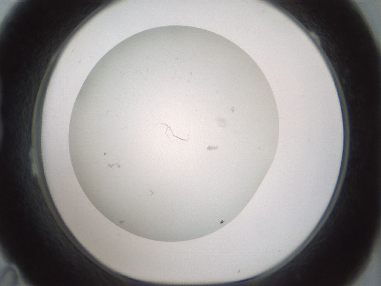 folderID370_plateID1370_batchID4824_wellNum23_profileID1_d1_r83558_ef.jpg