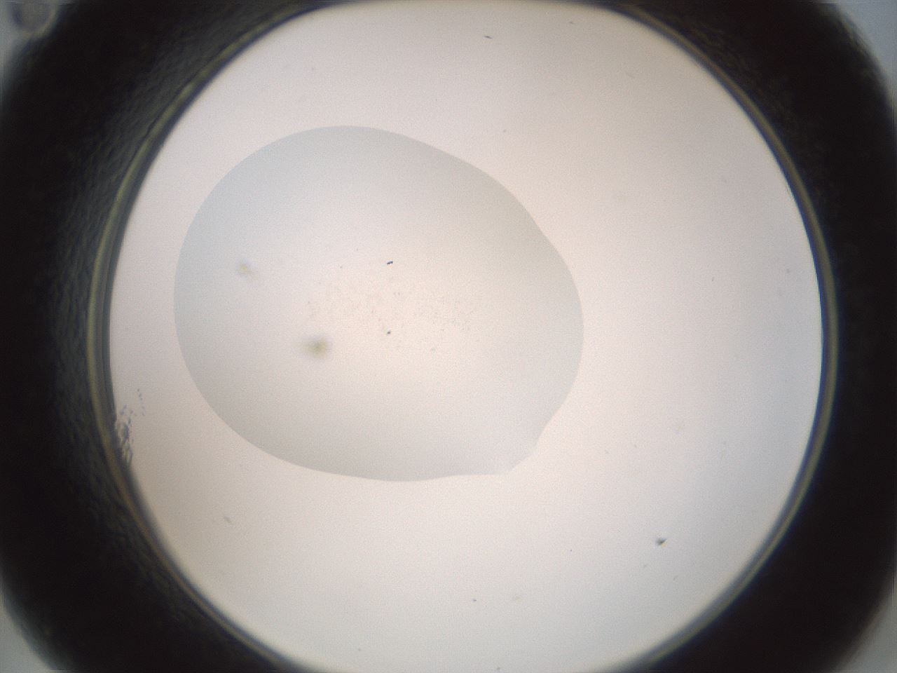 folderID371_plateID3371_batchID19733_wellNum11_profileID1_d2_r301992_ef.jpg