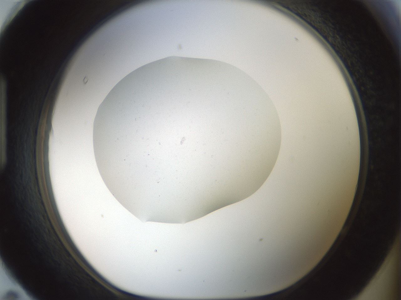 folderID371_plateID3371_batchID19733_wellNum95_profileID1_d1_r302159_ef.jpg