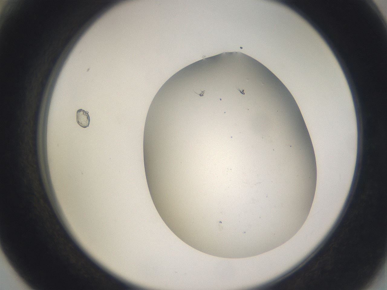 folderID373_plateID3373_batchID19568_wellNum66_profileID1_d2_r299702_ef.jpg