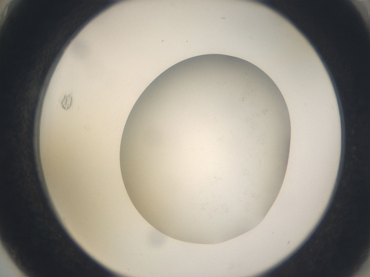 folderID373_plateID3373_batchID19568_wellNum75_profileID1_d2_r299720_ef.jpg
