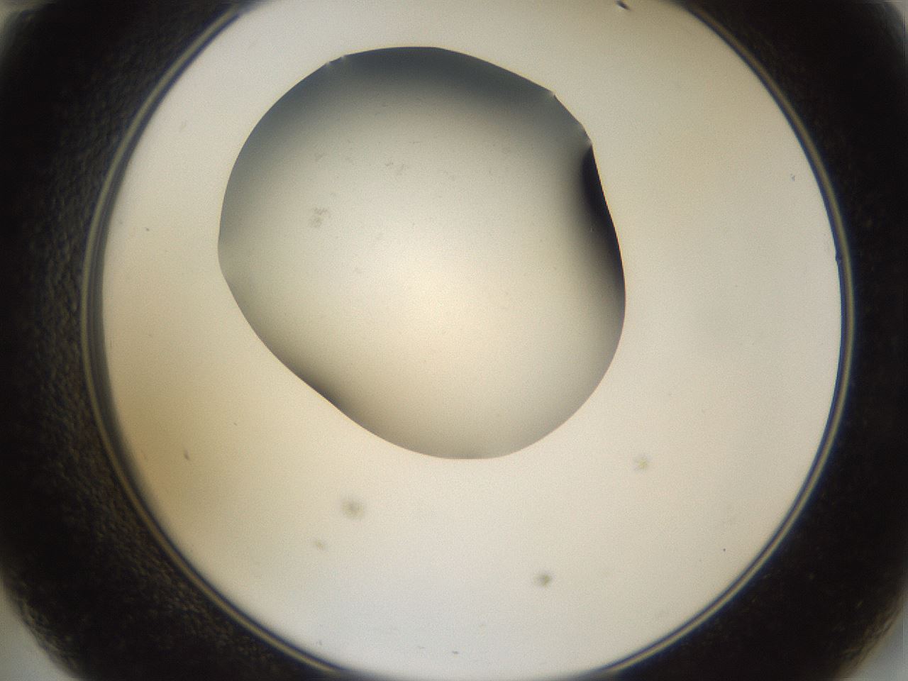 folderID373_plateID3373_batchID19598_wellNum47_profileID1_d2_r299664_ef.jpg