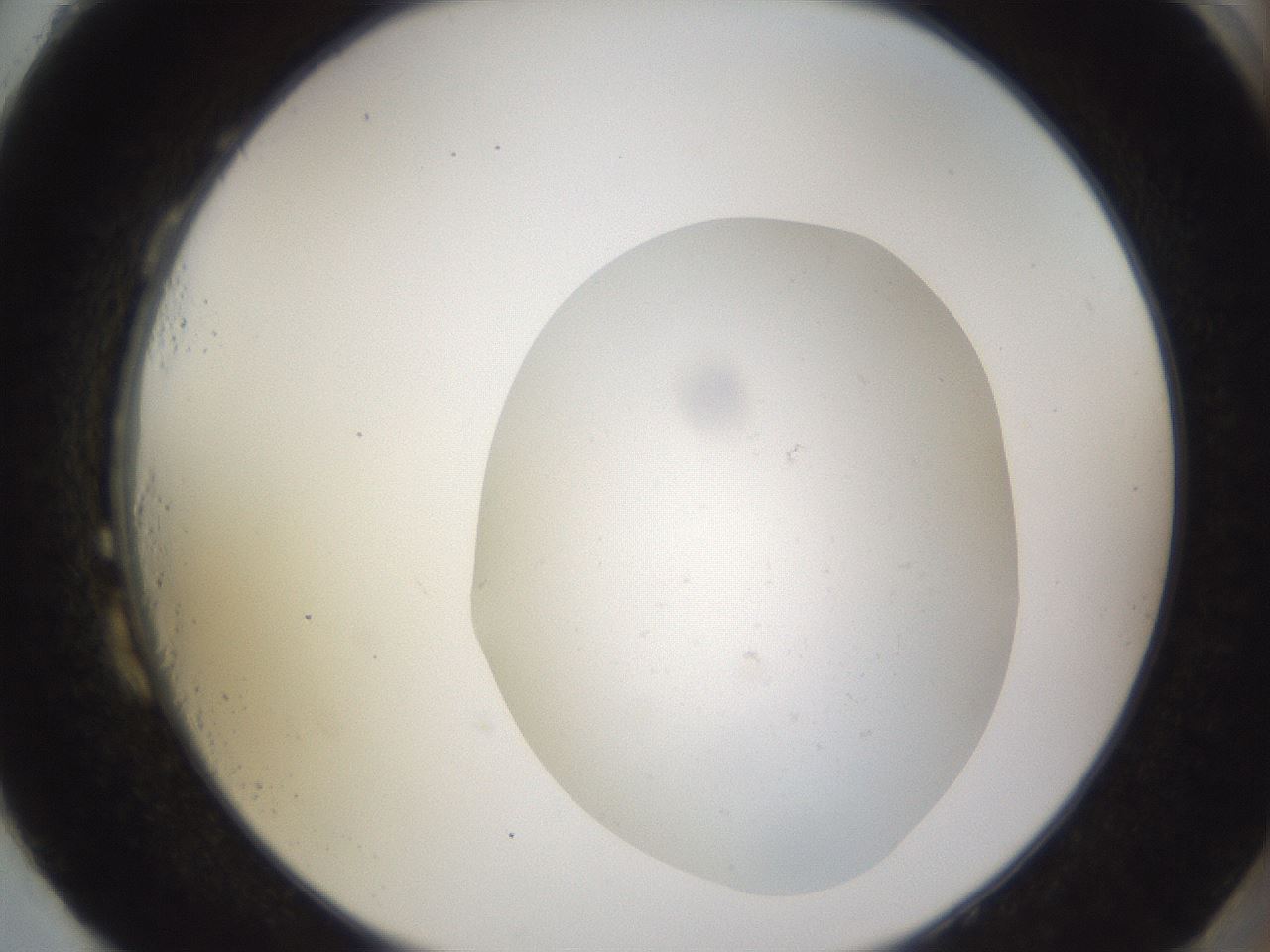 folderID373_plateID3373_batchID19669_wellNum87_profileID1_d2_r299744_ef.jpg