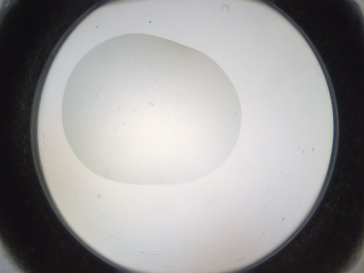 folderID373_plateID3373_batchID19778_wellNum4_profileID1_d2_r299578_ef.jpg