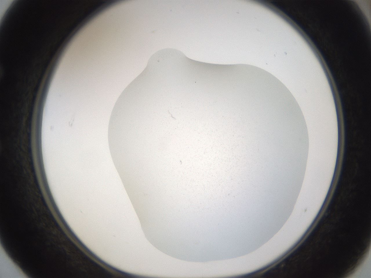 folderID373_plateID3373_batchID20151_wellNum52_profileID1_d1_r299673_ef.jpg