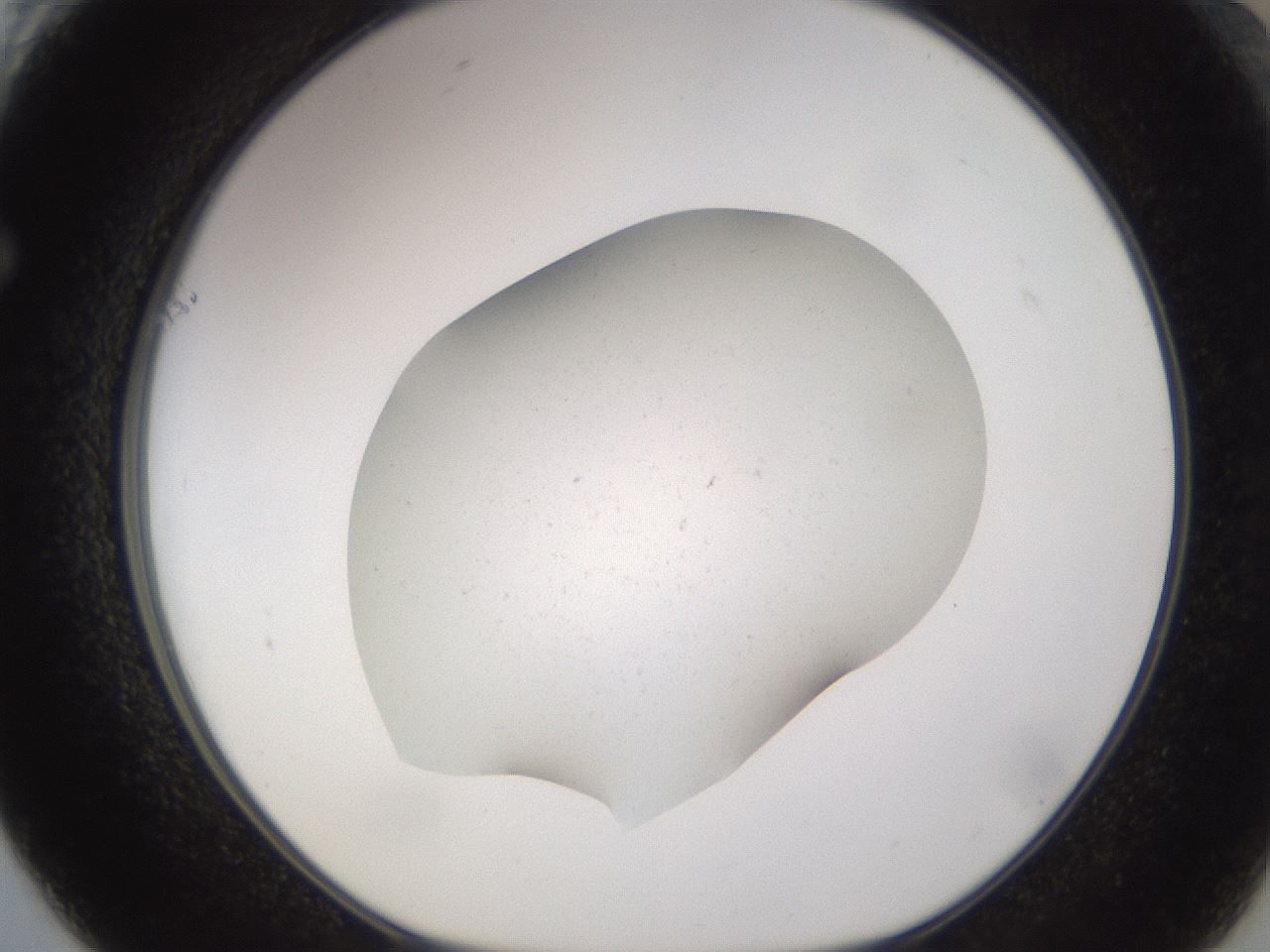 folderID373_plateID3373_batchID21412_wellNum61_profileID1_d1_r299691_ef.jpg