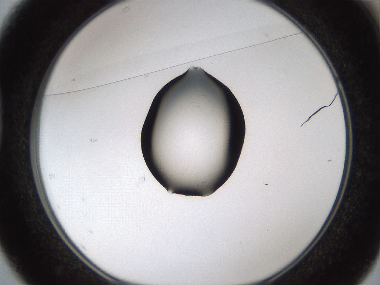 folderID374_plateID1374_batchID4812_wellNum37_profileID1_d1_r83668_ef.jpg
