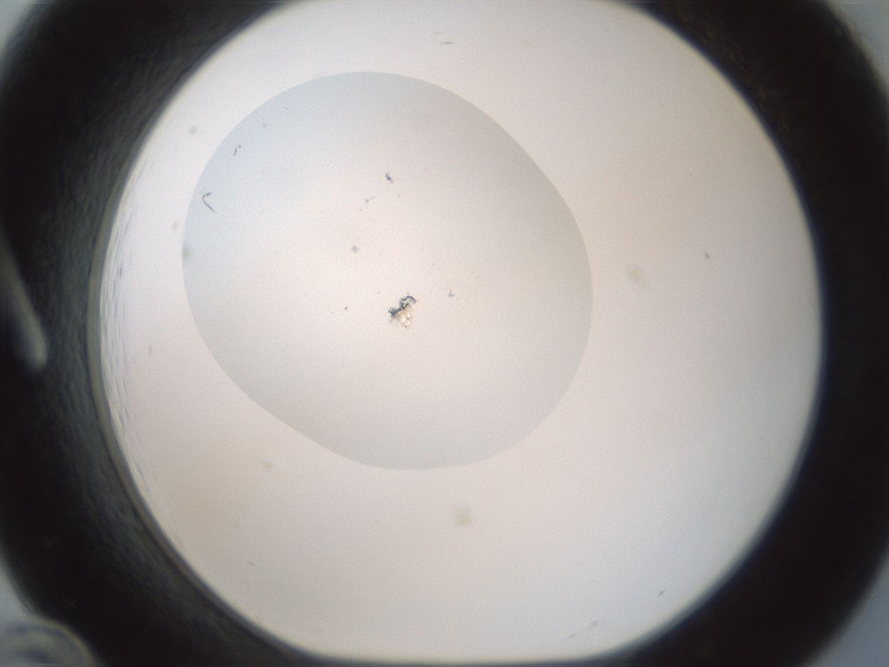 folderID376_plateID3376_batchID19782_wellNum12_profileID1_d1_r302200_ef.jpg