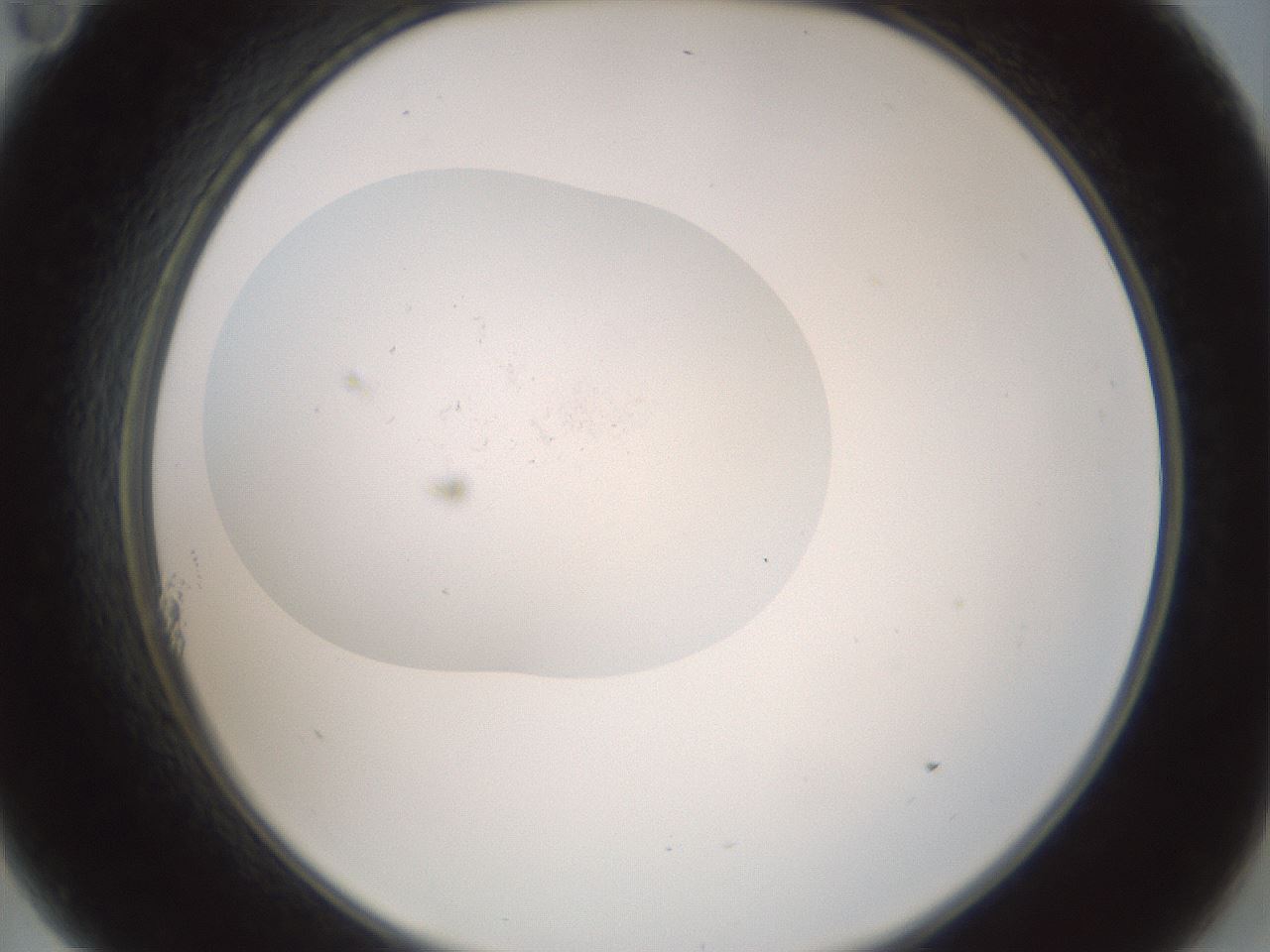 folderID376_plateID3376_batchID19916_wellNum11_profileID1_d2_r302199_ef.jpg