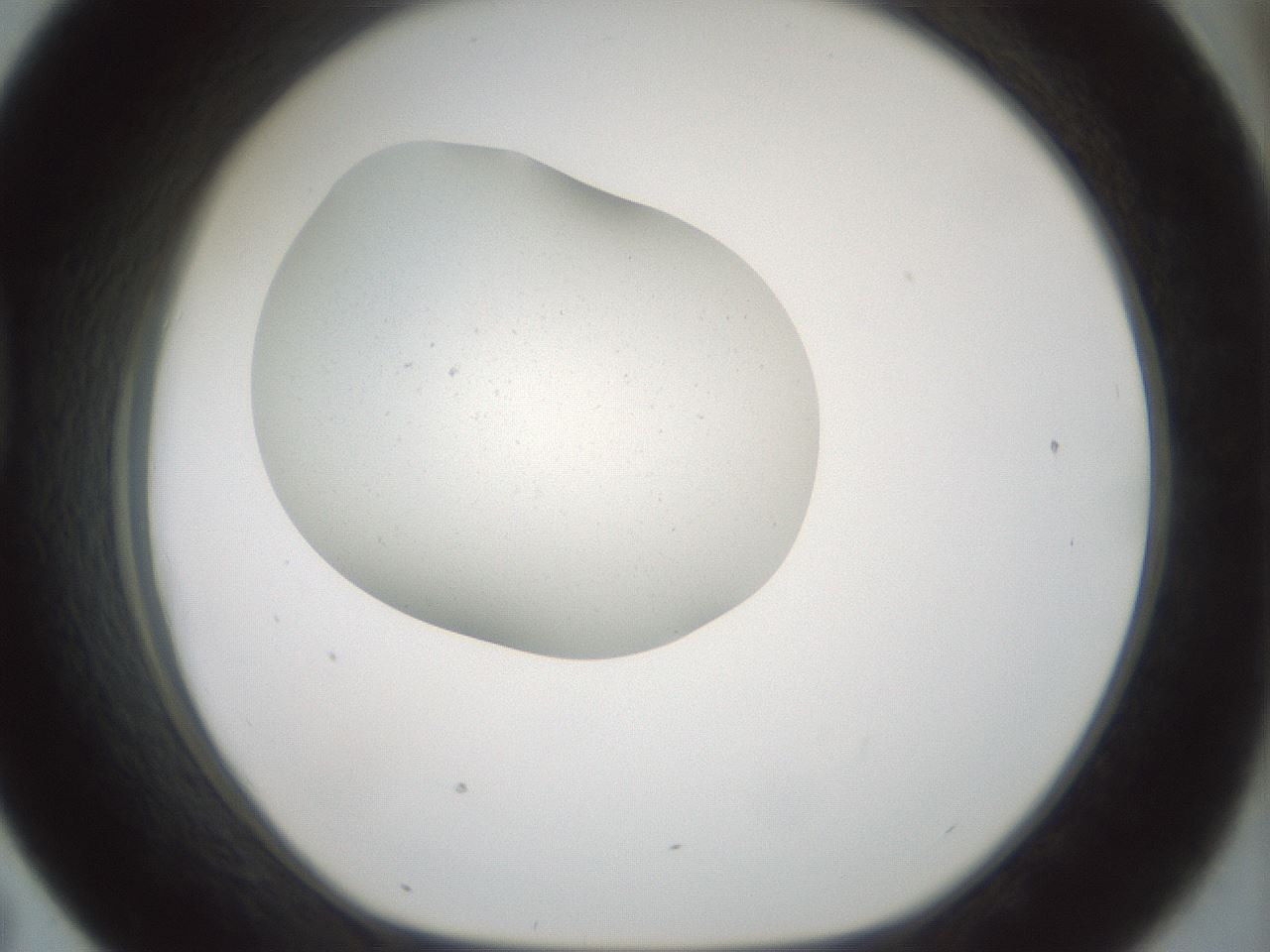 folderID376_plateID3376_batchID19916_wellNum43_profileID1_d1_r302262_ef.jpg