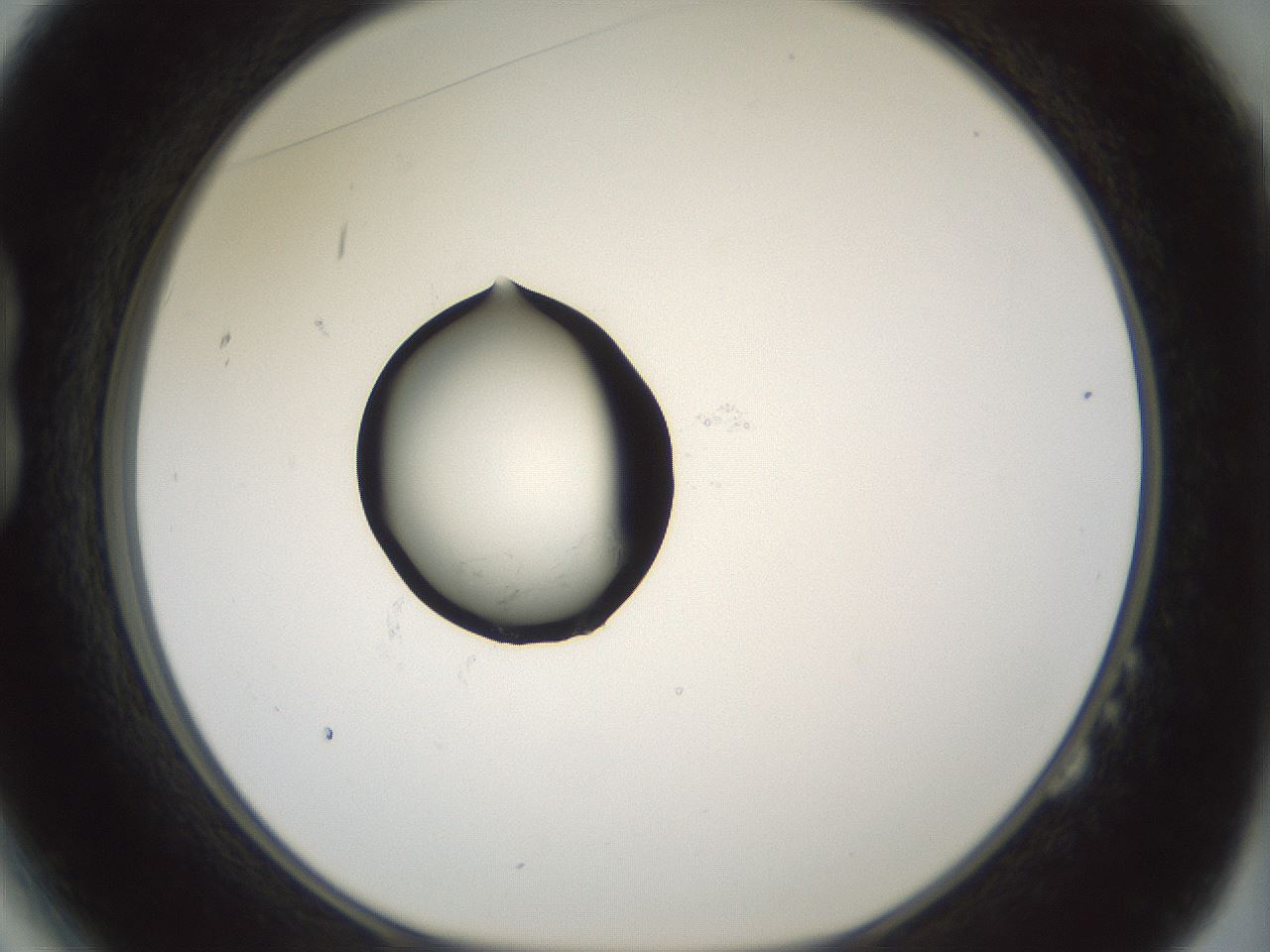 folderID375_plateID1375_batchID4899_wellNum14_profileID1_d1_r83741_ef.jpg