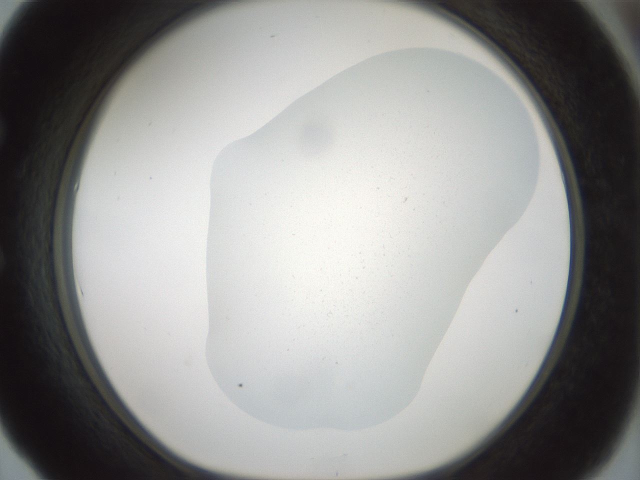 folderID376_plateID3376_batchID21416_wellNum53_profileID1_d1_r302282_ef.jpg