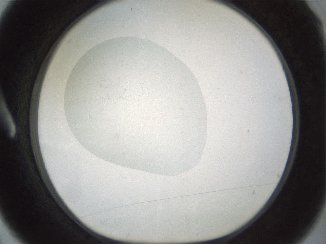 folderID376_plateID3376_batchID21728_wellNum3_profileID1_d1_r302182_ef.jpg