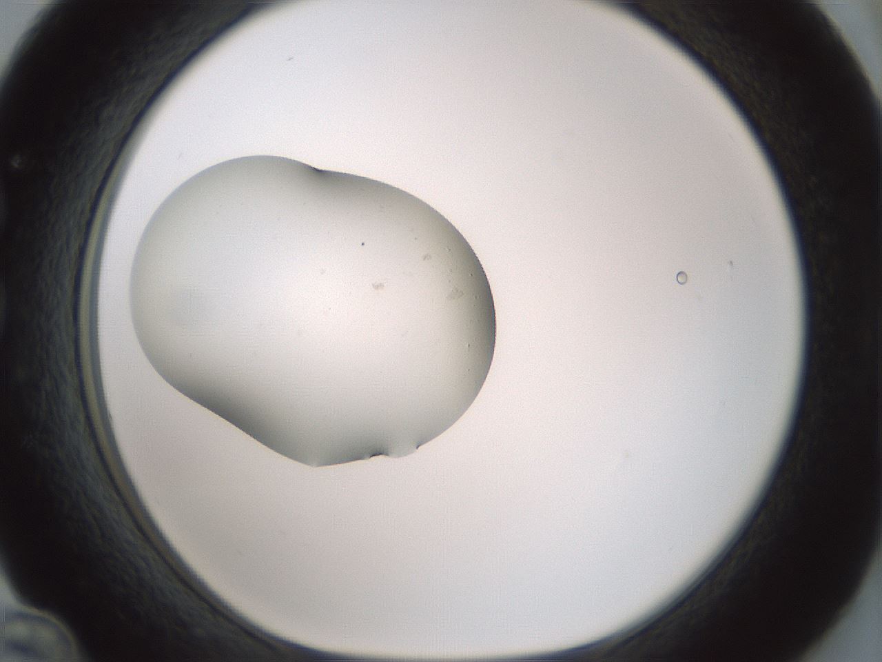 folderID377_plateID1377_batchID4803_wellNum36_profileID1_d1_r83955_ef.jpg