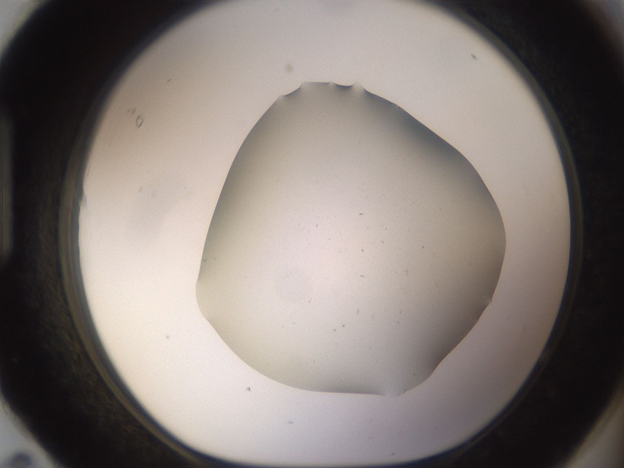 folderID377_plateID3377_batchID19570_wellNum95_profileID1_d1_r300143_ef.jpg