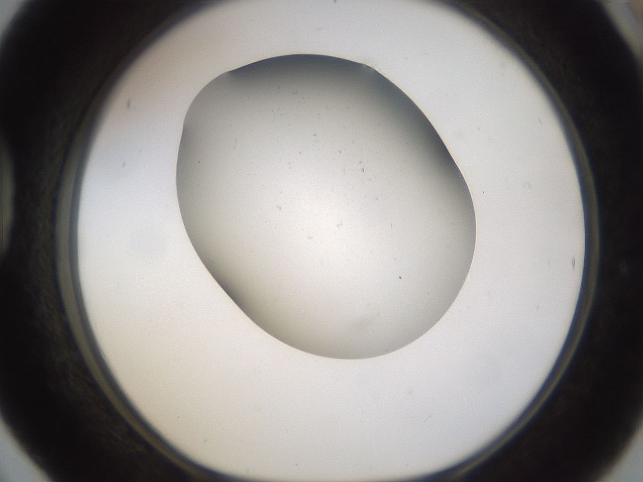 folderID377_plateID3377_batchID19600_wellNum42_profileID1_d1_r300037_ef.jpg