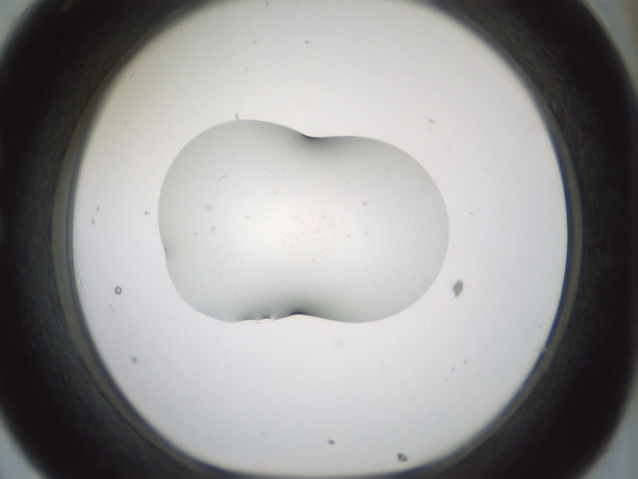 folderID377_plateID1377_batchID5030_wellNum32_profileID1_d1_r83951_ef.jpg