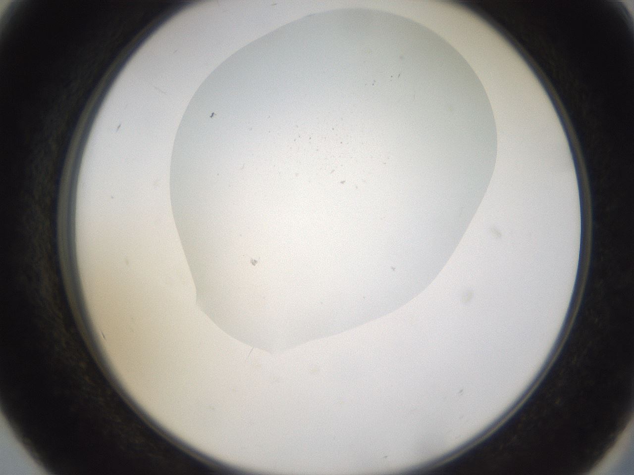 folderID377_plateID3377_batchID19671_wellNum56_profileID1_d2_r300066_ef.jpg