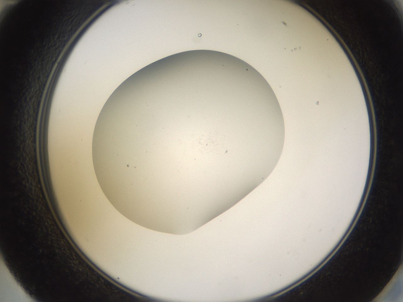 folderID377_plateID3377_batchID19671_wellNum59_profileID1_d2_r300072_ef.jpg