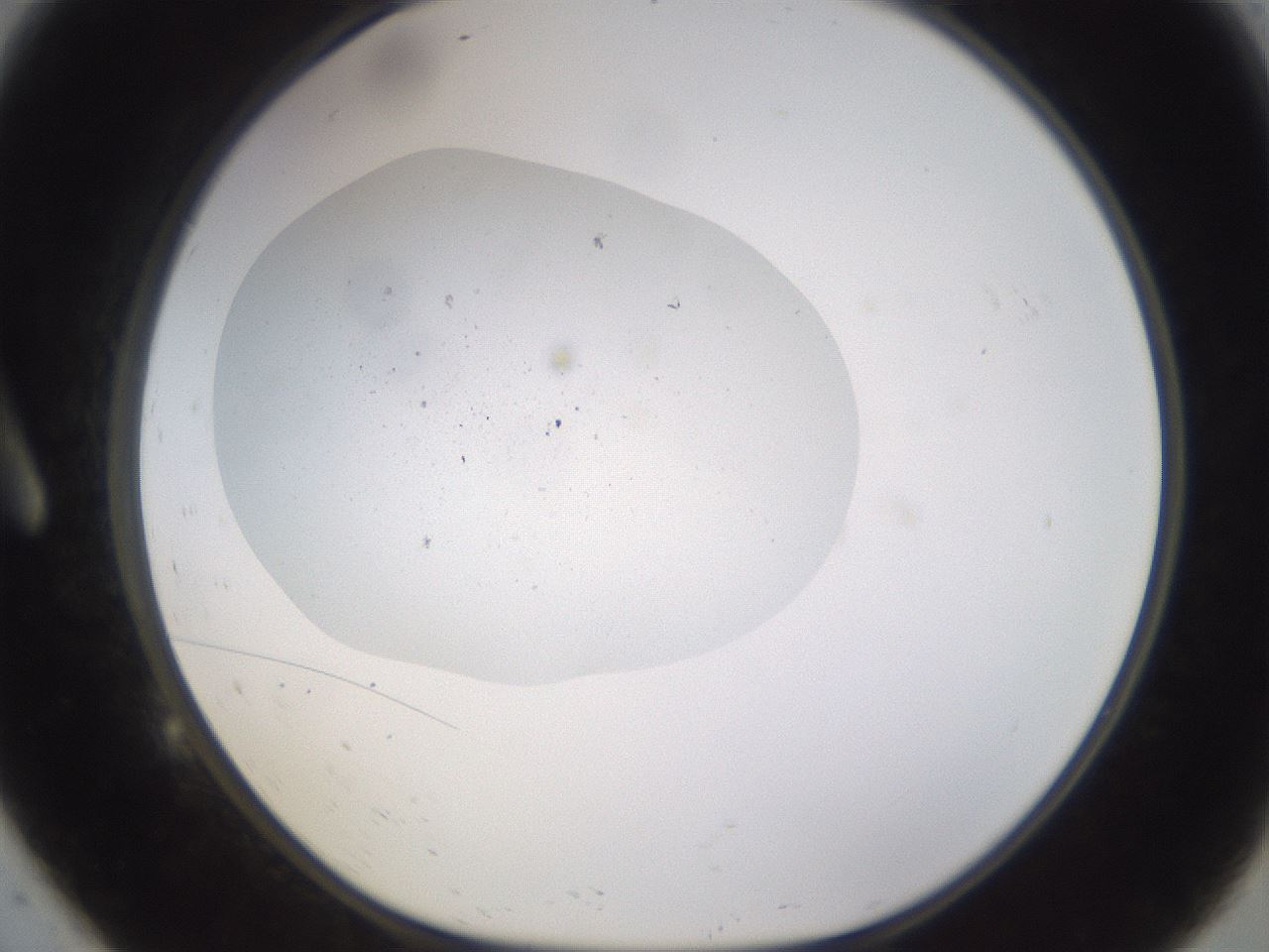 folderID377_plateID3377_batchID19697_wellNum9_profileID1_d1_r299971_ef.jpg