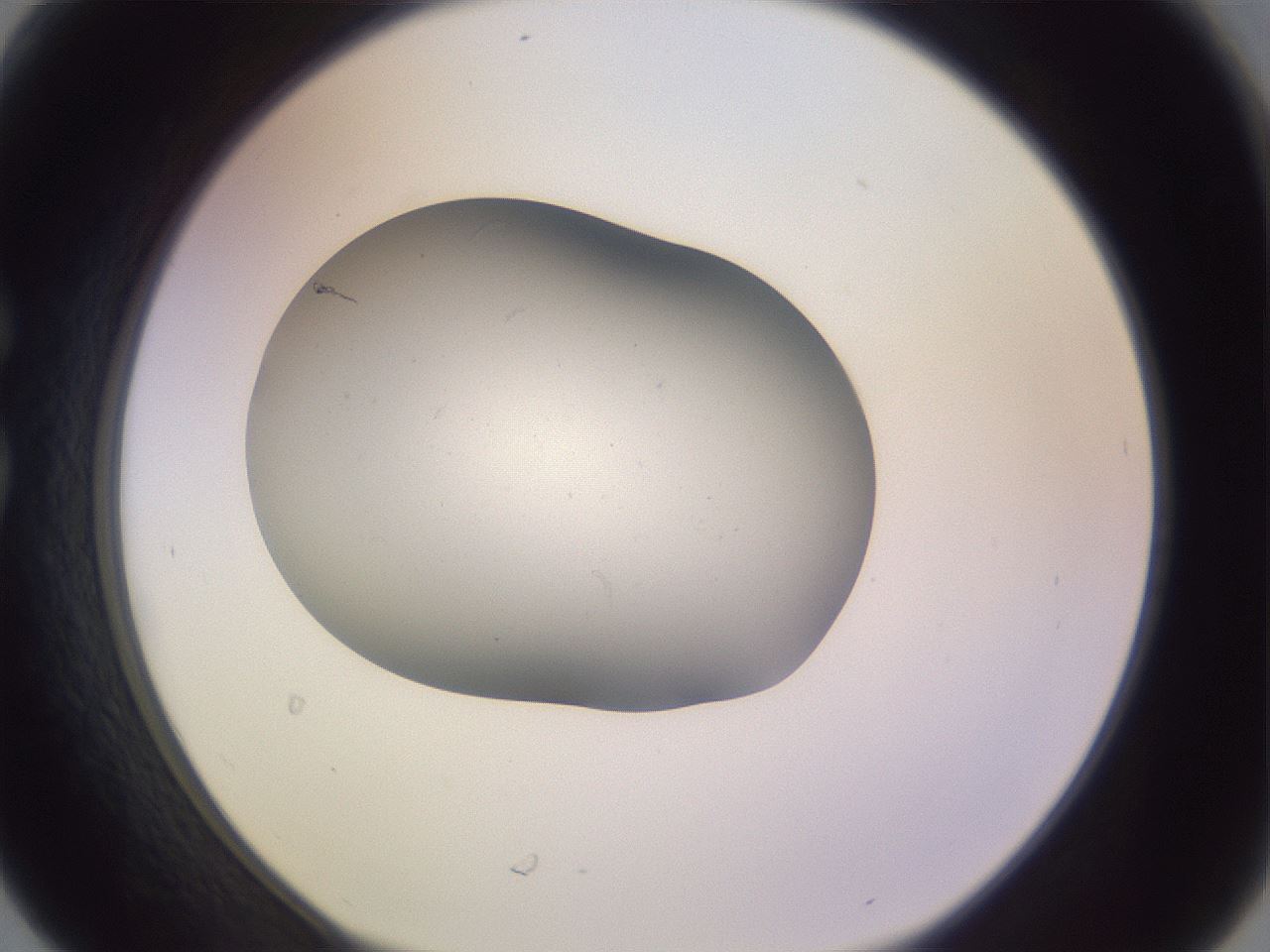 folderID378_plateID3378_batchID19569_wellNum30_profileID1_d1_r299821_ef.jpg