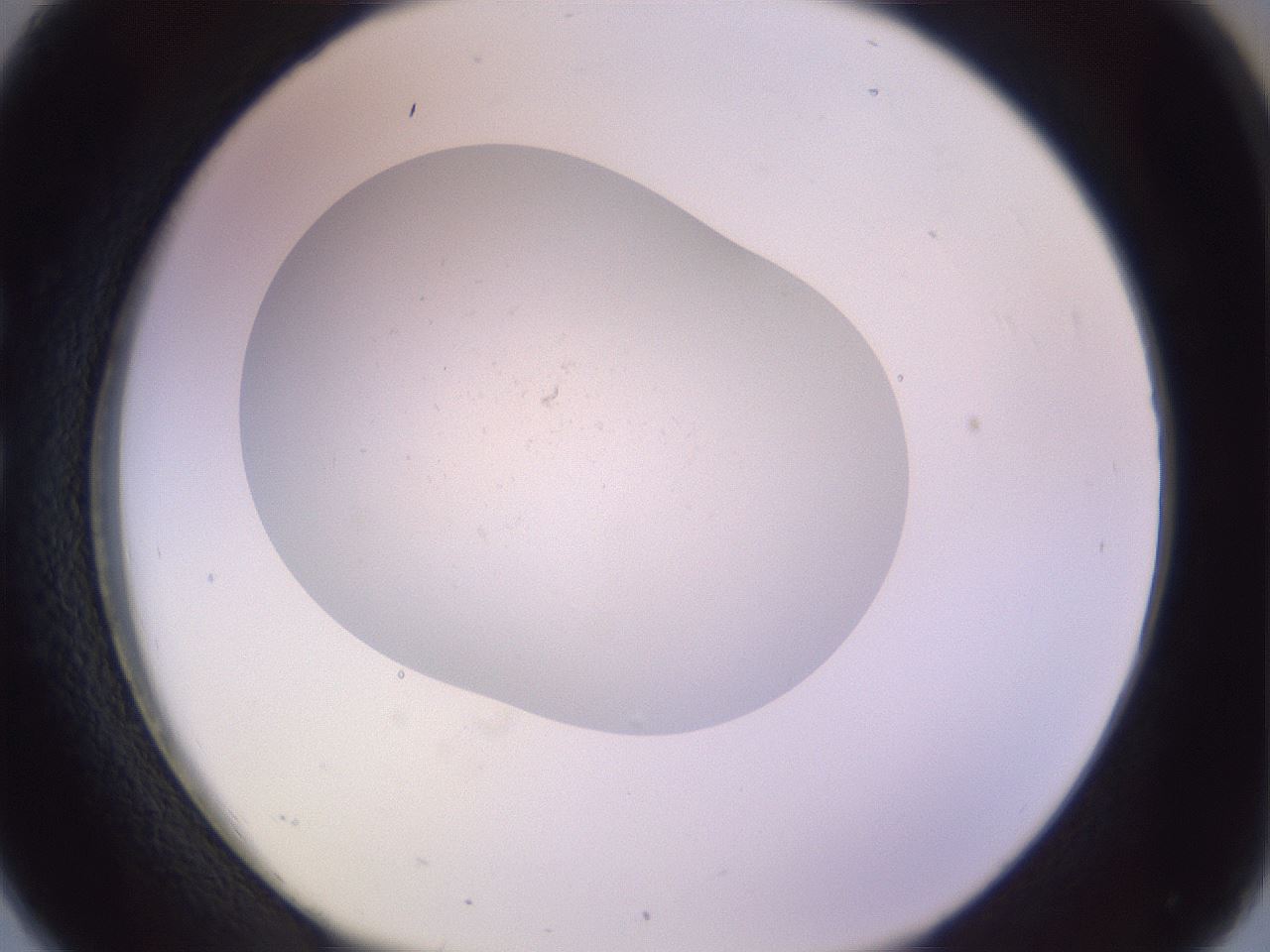 folderID378_plateID3378_batchID19668_wellNum26_profileID1_d1_r299813_ef.jpg