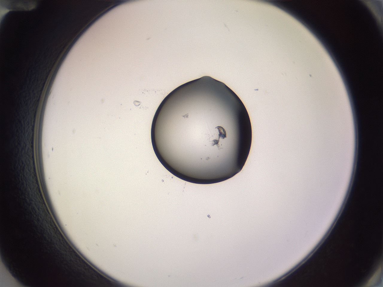folderID378_plateID3378_batchID19668_wellNum84_profileID1_d2_r299930_ef.jpg