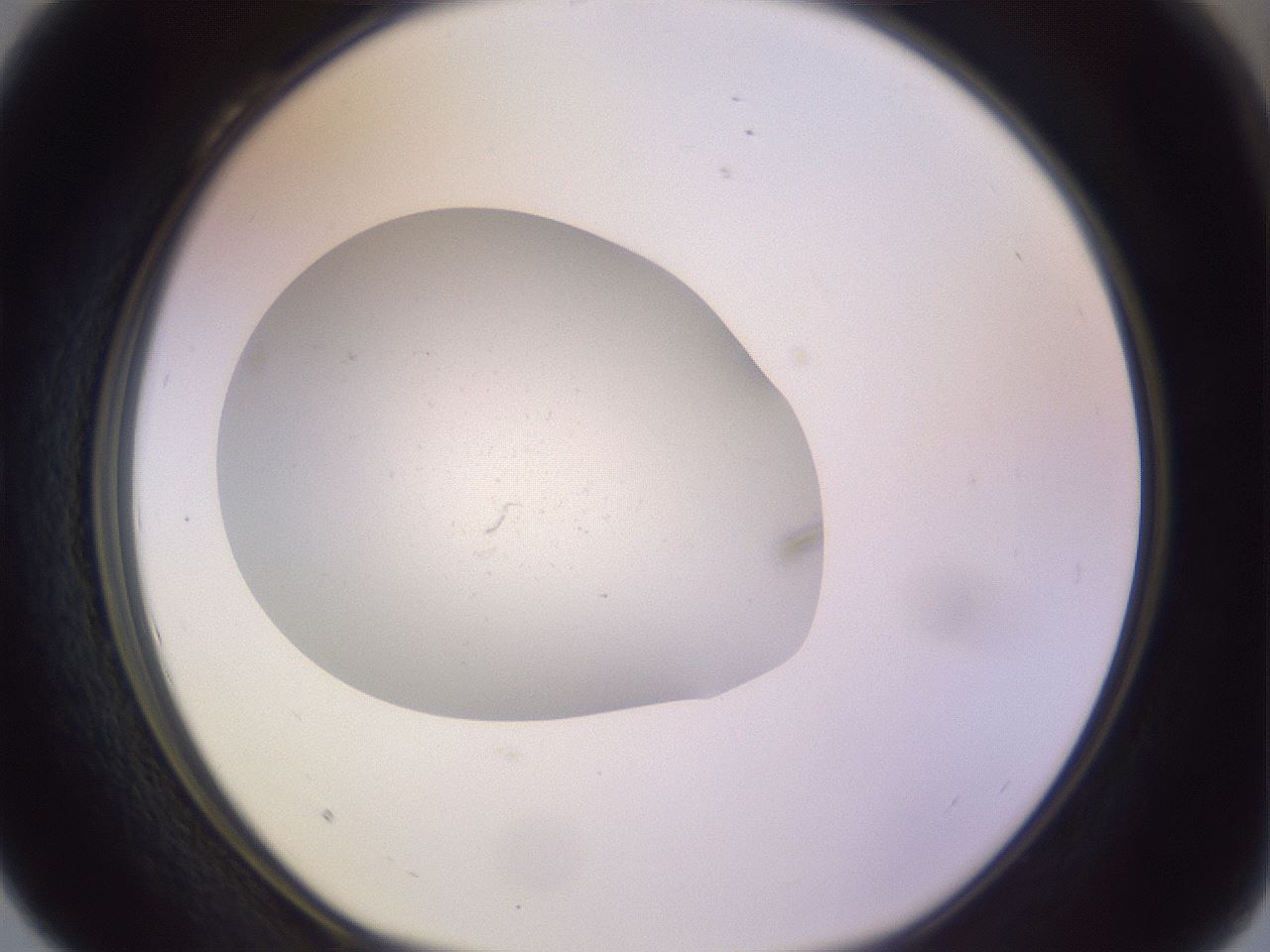 folderID378_plateID3378_batchID19668_wellNum28_profileID1_d1_r299817_ef.jpg