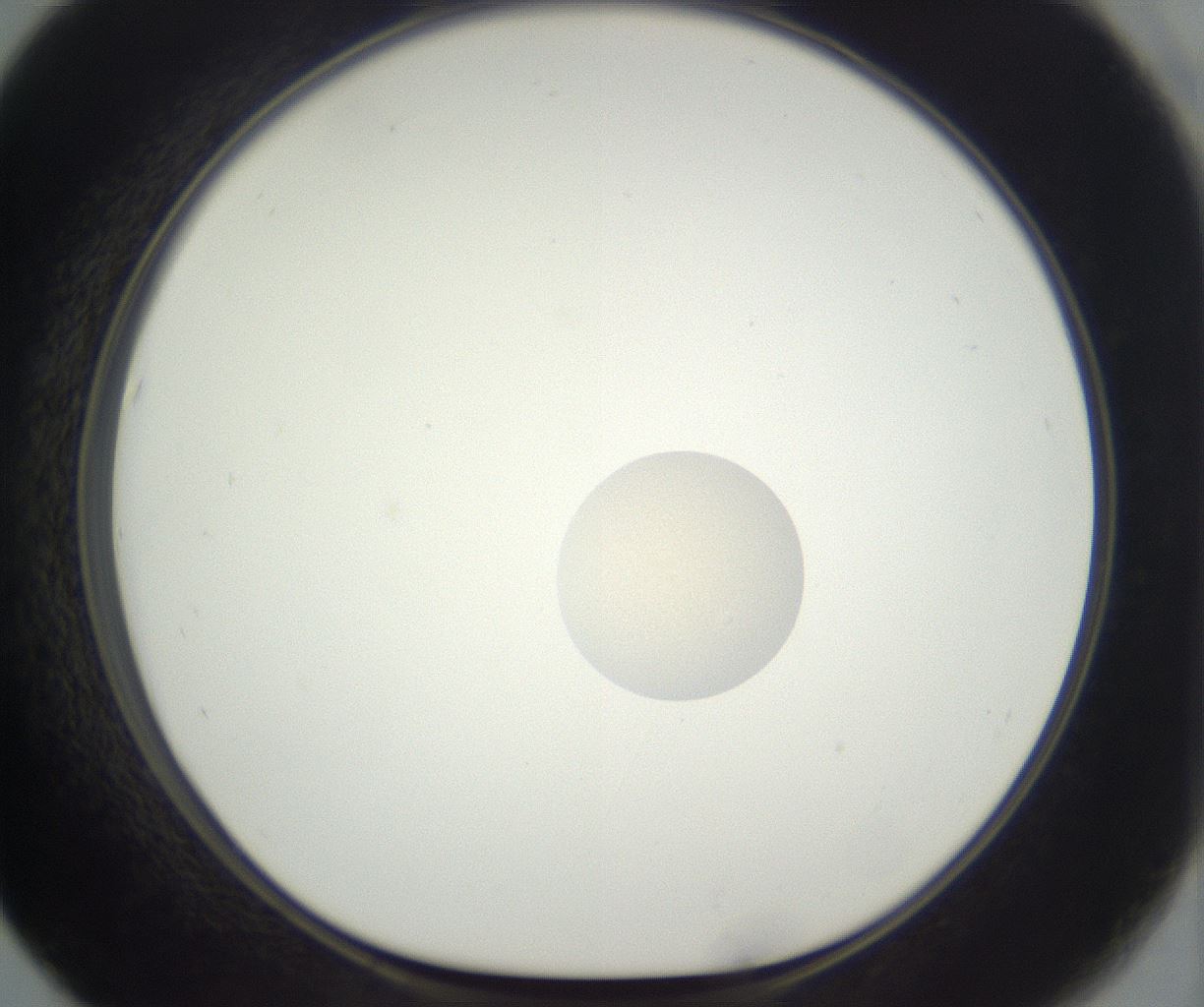 folderID383_plateID3383_batchID19764_wellNum67_profileID1_d1_r299541_ef.jpg