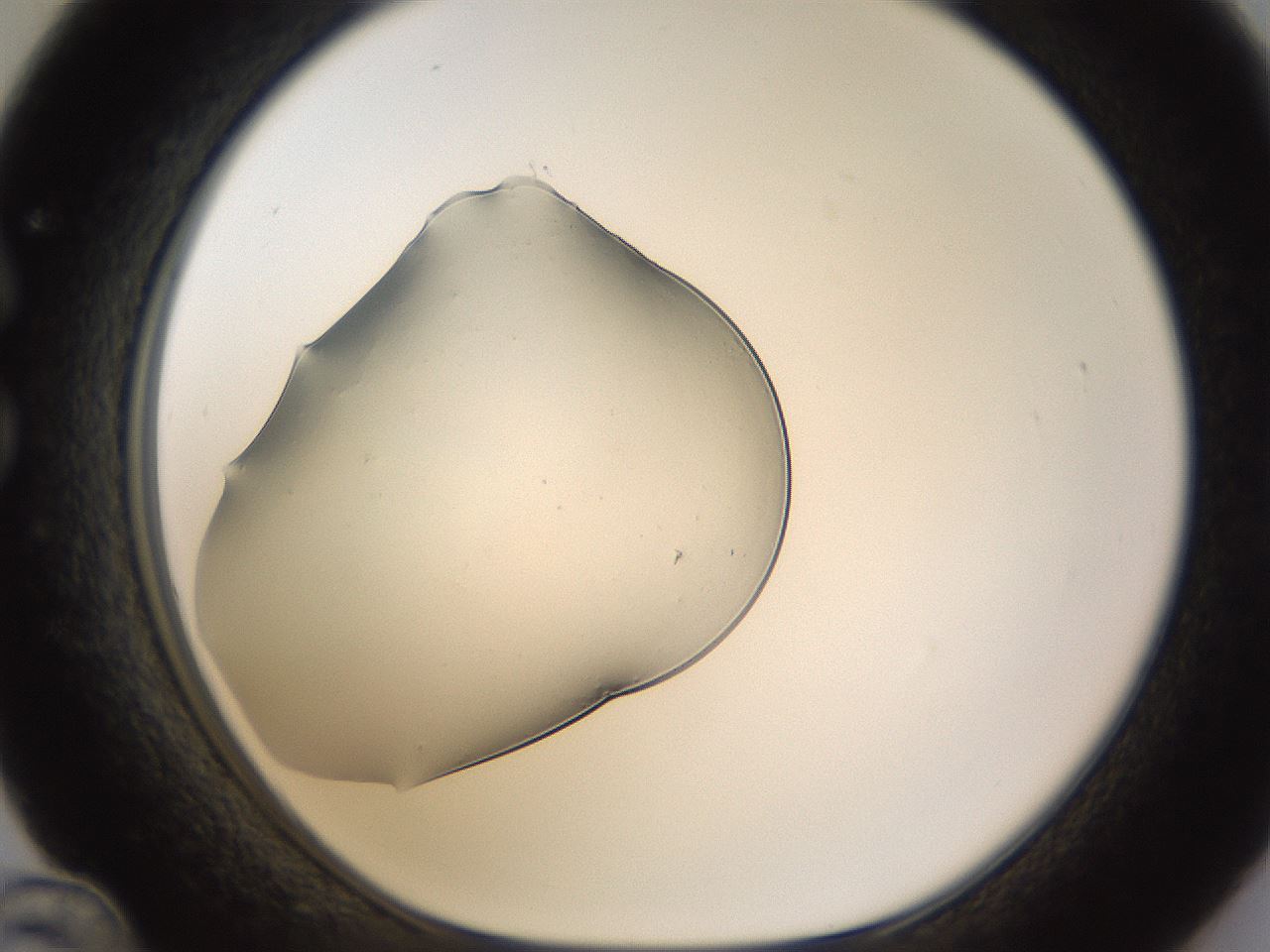 folderID389_plateID1389_batchID4849_wellNum36_profileID1_d1_r84917_ef.jpg
