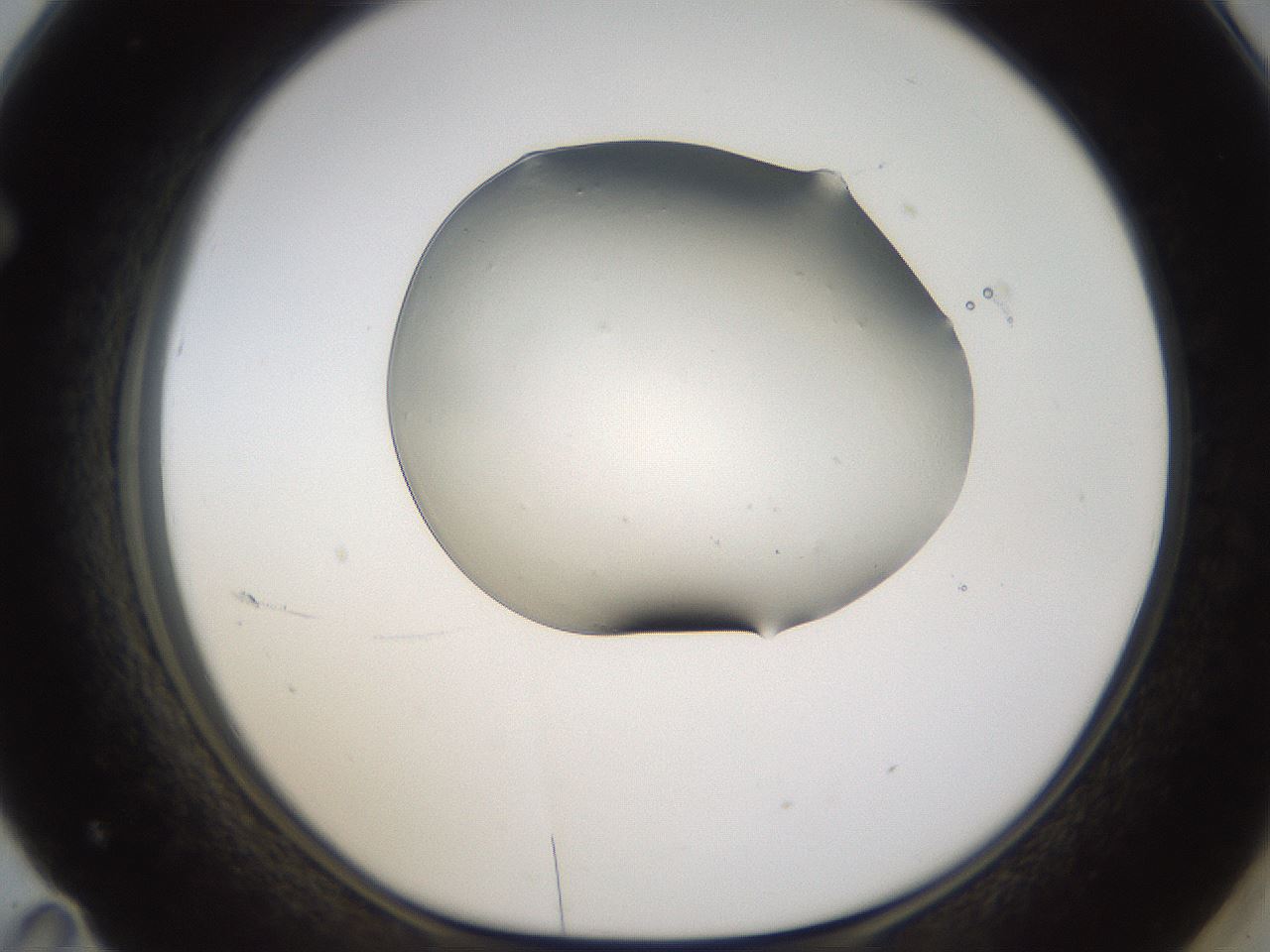 folderID389_plateID1389_batchID4849_wellNum71_profileID1_d1_r84952_ef.jpg