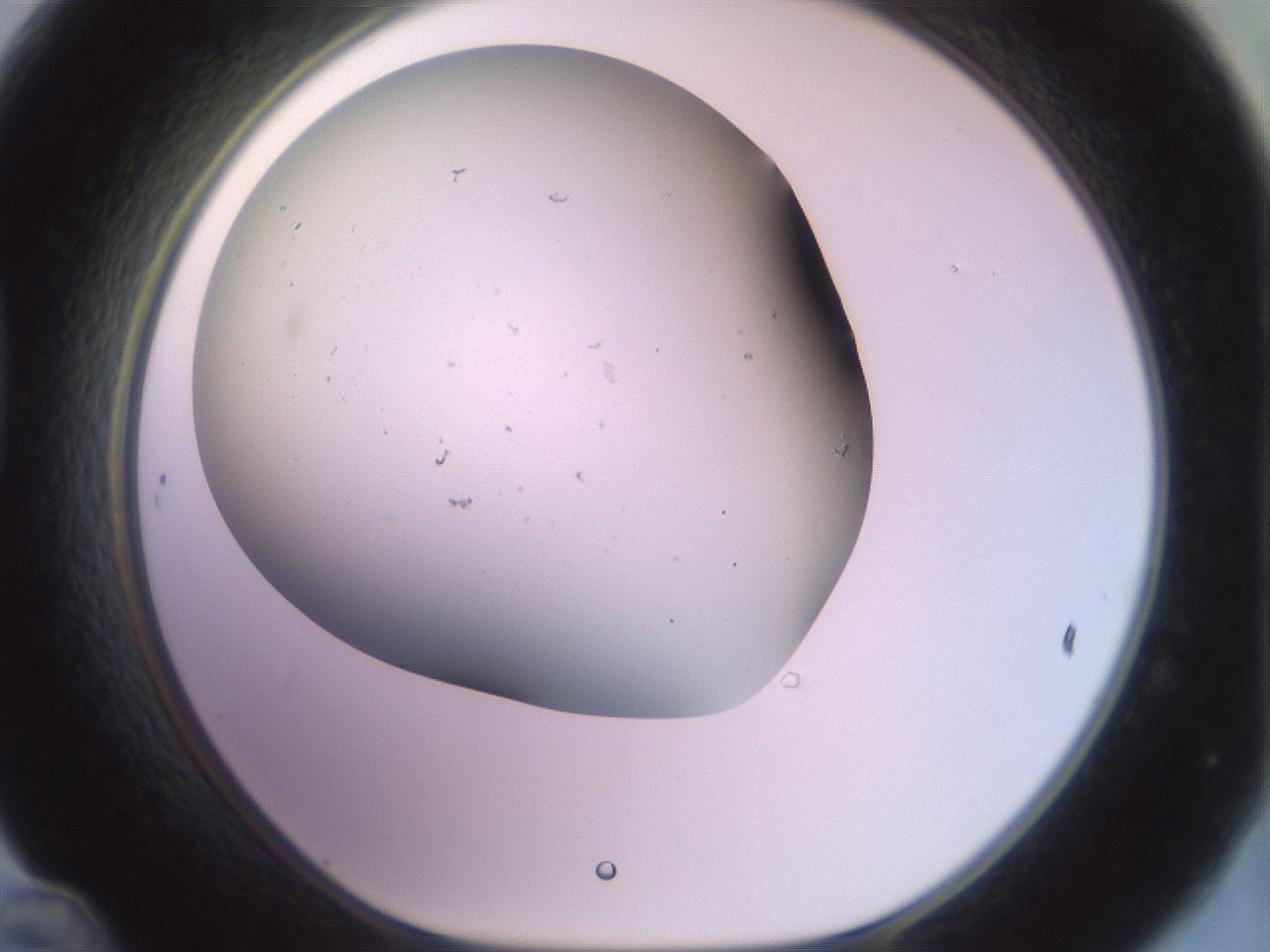 folderID395_plateID3395_batchID19648_wellNum48_profileID1_d1_r301922_ef.jpg