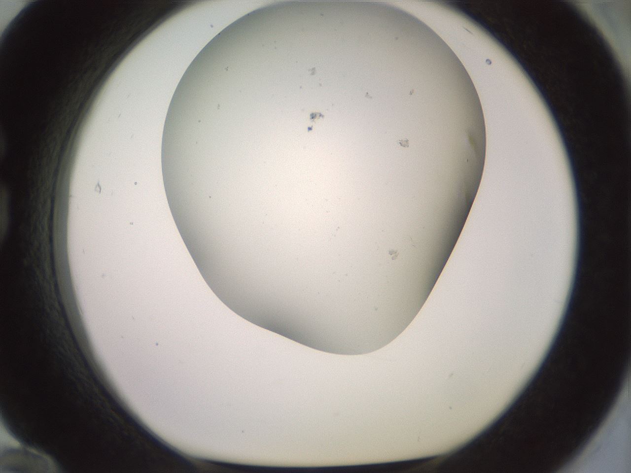 folderID395_plateID3395_batchID19704_wellNum84_profileID1_d1_r301958_ef.jpg