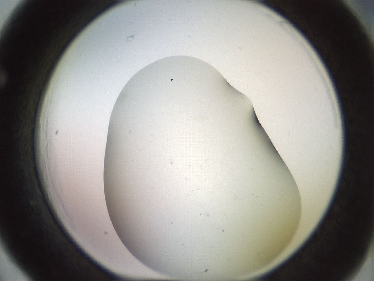 folderID395_plateID3395_batchID20300_wellNum66_profileID1_d1_r301940_ef.jpg