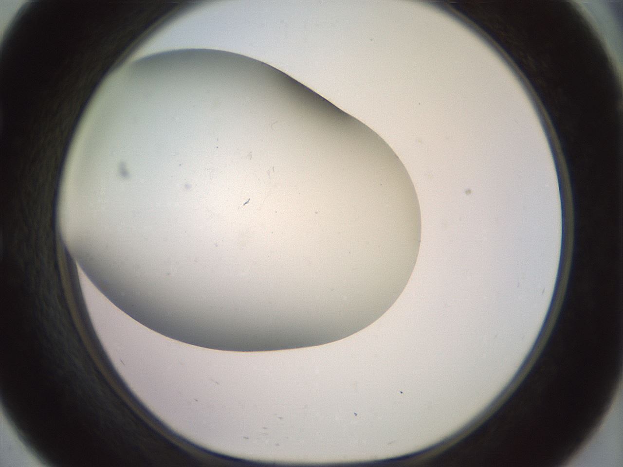 folderID395_plateID3395_batchID21449_wellNum57_profileID1_d1_r301931_ef.jpg