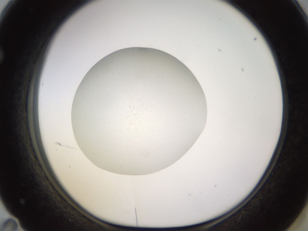 folderID397_plateID1397_batchID5003_wellNum71_profileID1_d1_r85240_ef.jpg