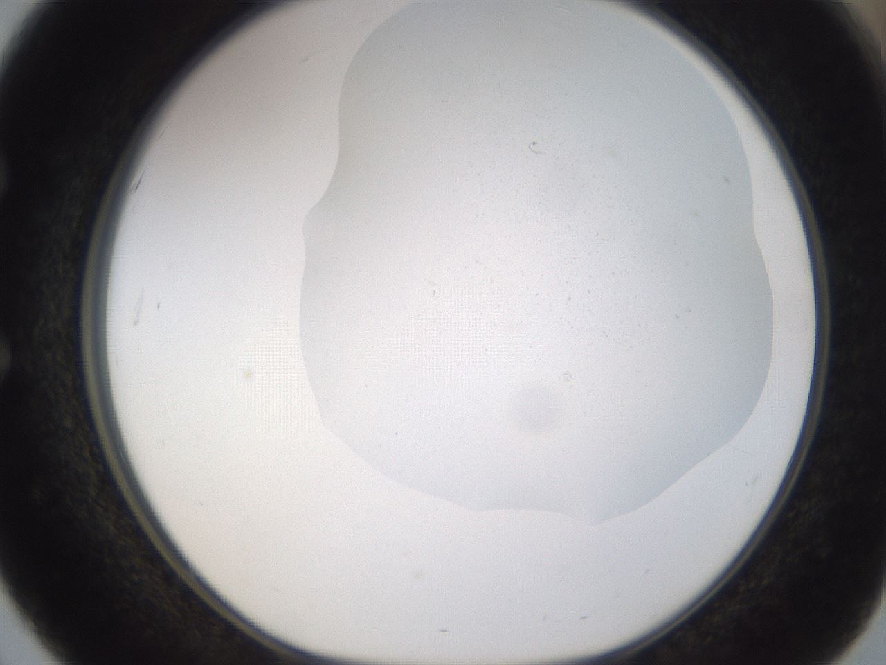 folderID377_plateID3377_batchID19671_wellNum51_profileID1_d1_r300055_ef.jpg