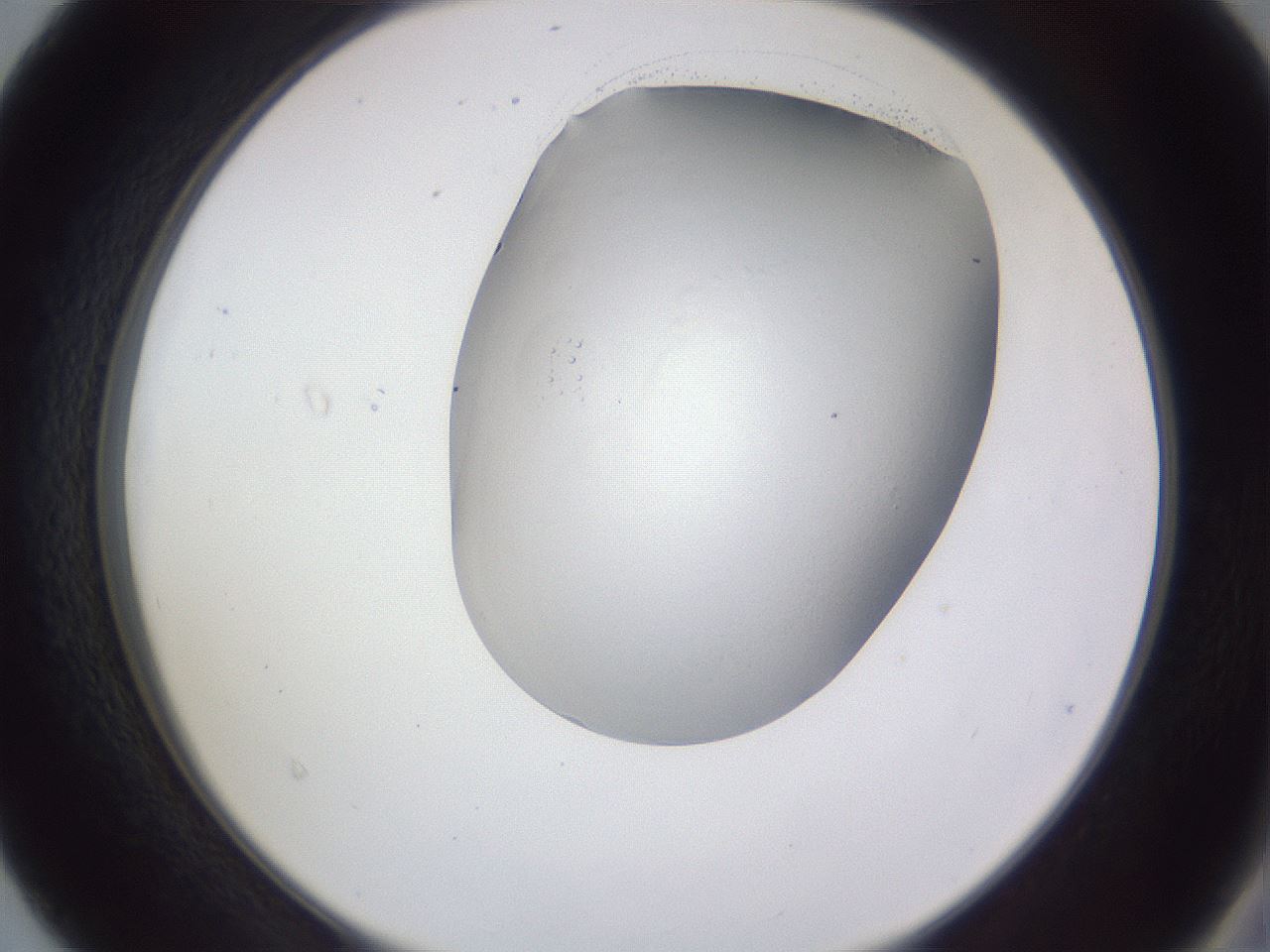 folderID405_plateID2405_batchID11392_wellNum40_profileID1_d2_r178226_ef.jpg