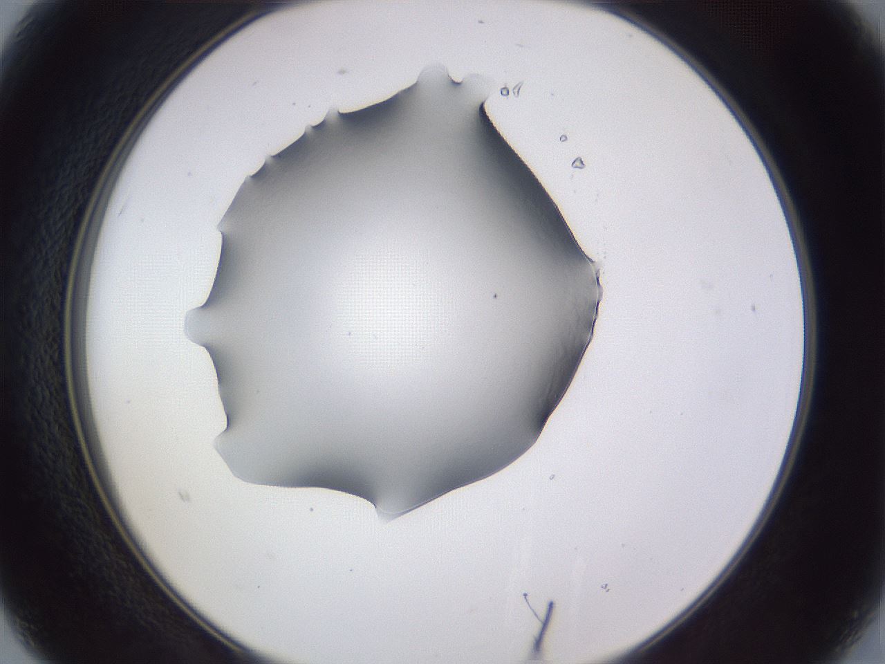 folderID405_plateID2405_batchID11547_wellNum15_profileID1_d2_r178176_ef.jpg
