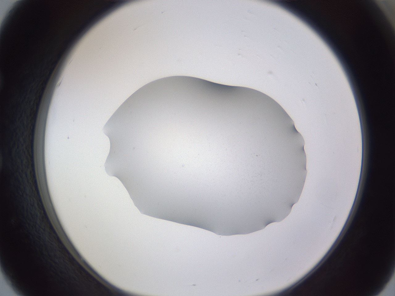 folderID407_plateID2407_batchID11839_wellNum51_profileID1_d1_r178823_ef.jpg