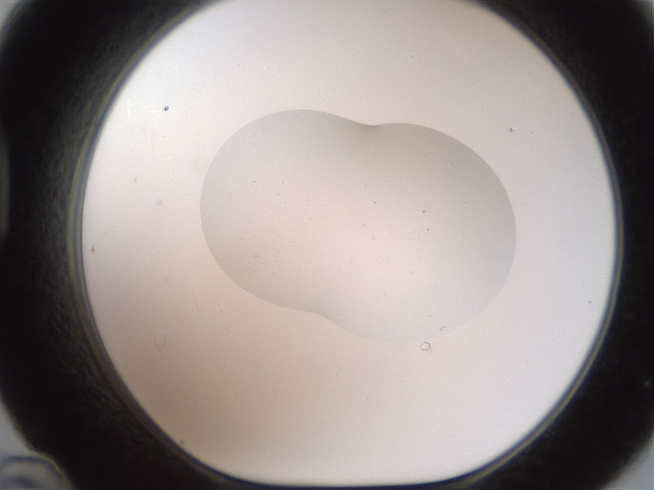 folderID408_plateID2408_batchID11463_wellNum48_profileID1_d1_r178625_ef.jpg